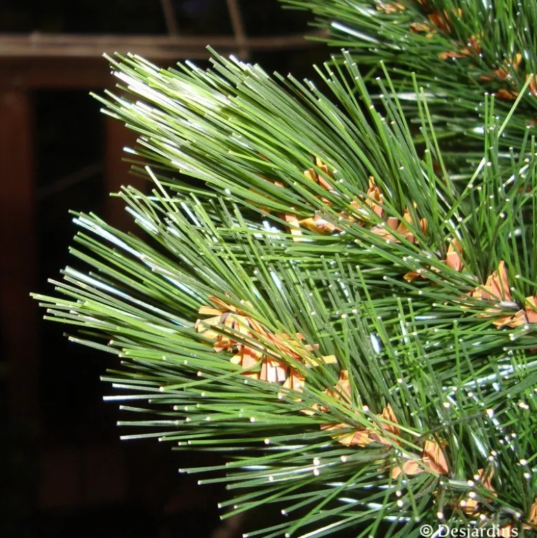 Sapin artificiel Forest frosted burlap vert 90 c - TRIUMPH TREE