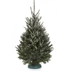 Sapin naturel coupé / pied percé "Abies Fraseri" 150-175 cm - GREEN CAP