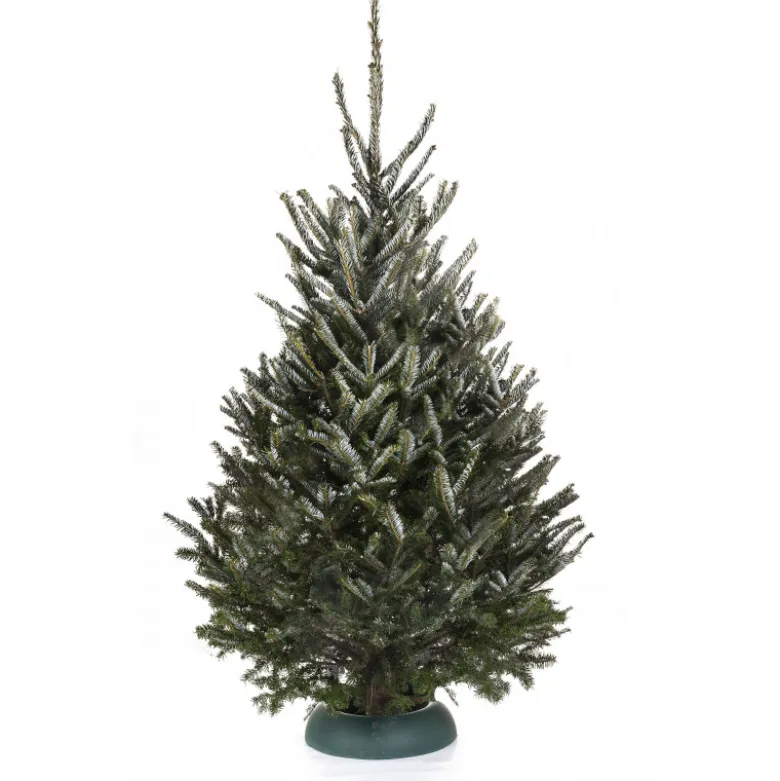 Sapin naturel coupé / pied percé "Abies Fraseri" 150-175 cm - GREEN CAP