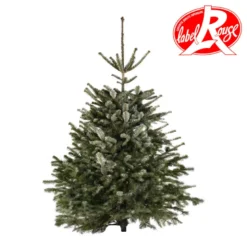 Sapin naturel coupé / pied percé "Abies Nordmann" 125/150 cm - LABEL ROUGE