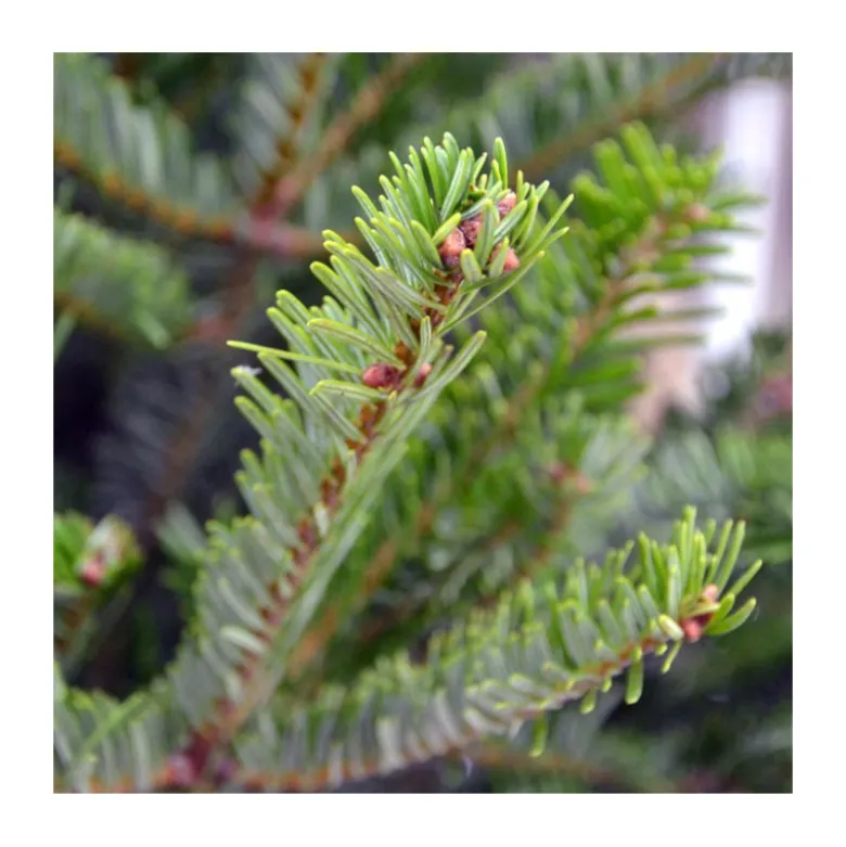 Sapin naturel coupé / pied percé "Abies Nordmann" 100/125 cm - GREEN CAP