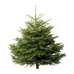 Sapin naturel coupé / pied percé "Abies Nordmann" 125/150 cm - GREEN CAP