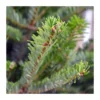 Sapin naturel coupé / pied percé "Abies Nordmann" 150/175 cm - GREEN CAP