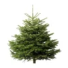 Sapin naturel coupé / pied percé "Abies Nordmann" 200/225 cm - GREEN CAP