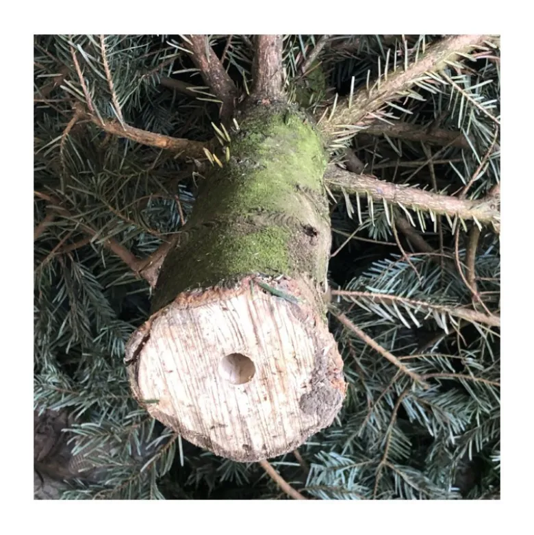 Sapin naturel coupé / pied percé "Abies Nordmann" 200/225 cm - GREEN CAP