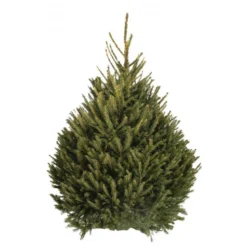 Sapin naturel coupé / pied percé "Epicea Excelsa" 80/100 cm - GREEN CAP