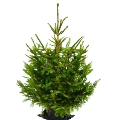 Sapin naturel en pot "Epicéa Excelsa" 100/125 cm - GREEN CAP