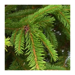 Sapin naturel en pot "Epicéa Excelsa" 100/125 cm - GREEN CAP