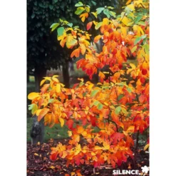 SASSAFRAS albidum C10L - SILENCE ÇA POUSSE
