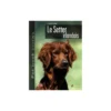 Setter Irlandais