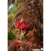 SORBUS chinese Lace BALIV C15L - SILENCE ÇA POUSSE