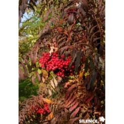 SORBUS chinese Lace BALIV C15L - SILENCE ÇA POUSSE