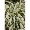 SPIRAEA arguta C4.5L - SILENCE ÇA POUSSE