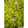 Spiraea j.zen'spirit (r) gold c 4.5 tb - SILENCE ÇA POUSSE