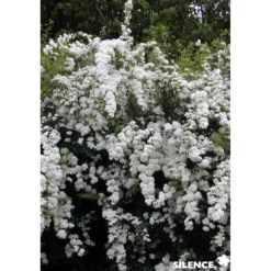 SPIRAEA vanhouttei C4.5L - SILENCE ÇA POUSSE