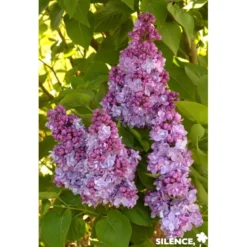 SYRINGA vulgaris Katherine Havemeyer 3/4BR 40/60 - SILENCE ÇA POUSSE