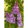 SYRINGA vulgaris Katherine Havemeyer TG H90 C10L - SILENCE ÇA POUSSE