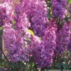 SYRINGA vulgaris Princesse Sturdza TFE C10L - SILENCE ÇA POUSSE