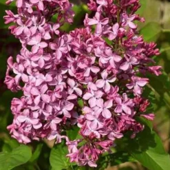 SYRINGA vulgaris Princesse Sturdza TFE C10L - SILENCE ÇA POUSSE