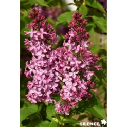 SYRINGA vulgaris Princesse Sturdza 3/4BR 40/60 C - SILENCE ÇA POUSSE