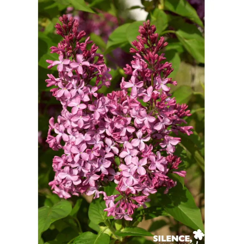 SYRINGA vulgaris Princesse Sturdza 3/4BR 40/60 C - SILENCE ÇA POUSSE