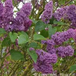SYRINGA vulgaris Souvenir De Louis Spaeth 3/4BR- SILENCE ÇA POUSSE