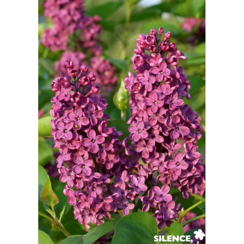 SYRINGA vulgaris Souvenir De Louis Spaeth 3/4BR- SILENCE ÇA POUSSE