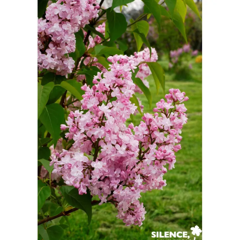 SYRINGA vulgaris Zhemchyzhina 3/4BR 40/60 C4.5L - SILENCE ÇA POUSSE