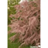 TAMARIX tetrandra TFE C4.5L - SILENCE ÇA POUSSE