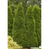 THUJA occidentalis Emeraude C15L - SILENCE ÇA POUSSE