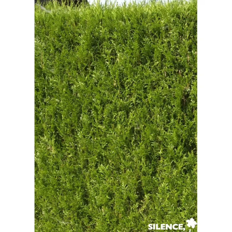 THUJA plicata Atrovirens 80/100 C7L - SILENCE ÇA POUSSE