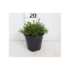 Thym citron touffe p14 - DELLA VALLE