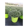Thym citron touffe p18 - DELLA VALLE