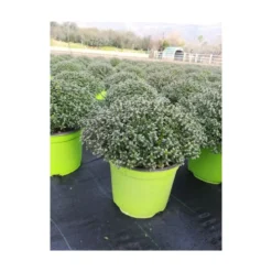 Thym citron touffe p18 - DELLA VALLE