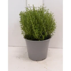 Thym faustini touffe p14 - DELLA VALLE