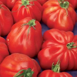 Tomate Bali - Barquette de 6