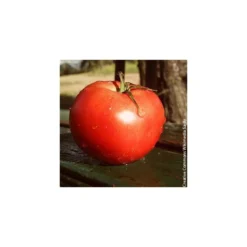 Tomate Montfavet - Barquette de 6
