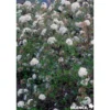 VIBURNUM burkwoodii C4.5L - SILENCE ÇA POUSSE