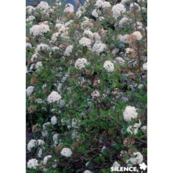 VIBURNUM burkwoodii C4.5L - SILENCE ÇA POUSSE