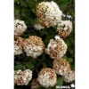 VIBURNUM carlcephalum TFE C4.5L - SILENCE ÇA POUSSE