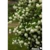 VIBURNUM opulus Roseum Vt C4.5L - SILENCE ÇA POUSSE