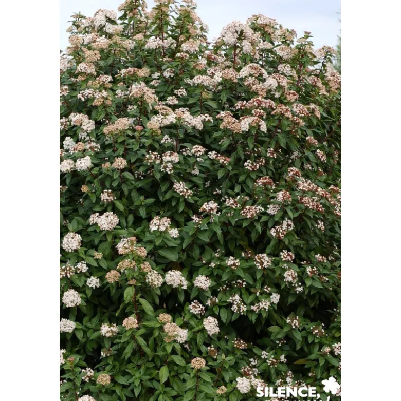 VIBURNUM tinus C4.5L - SILENCE ÇA POUSSE